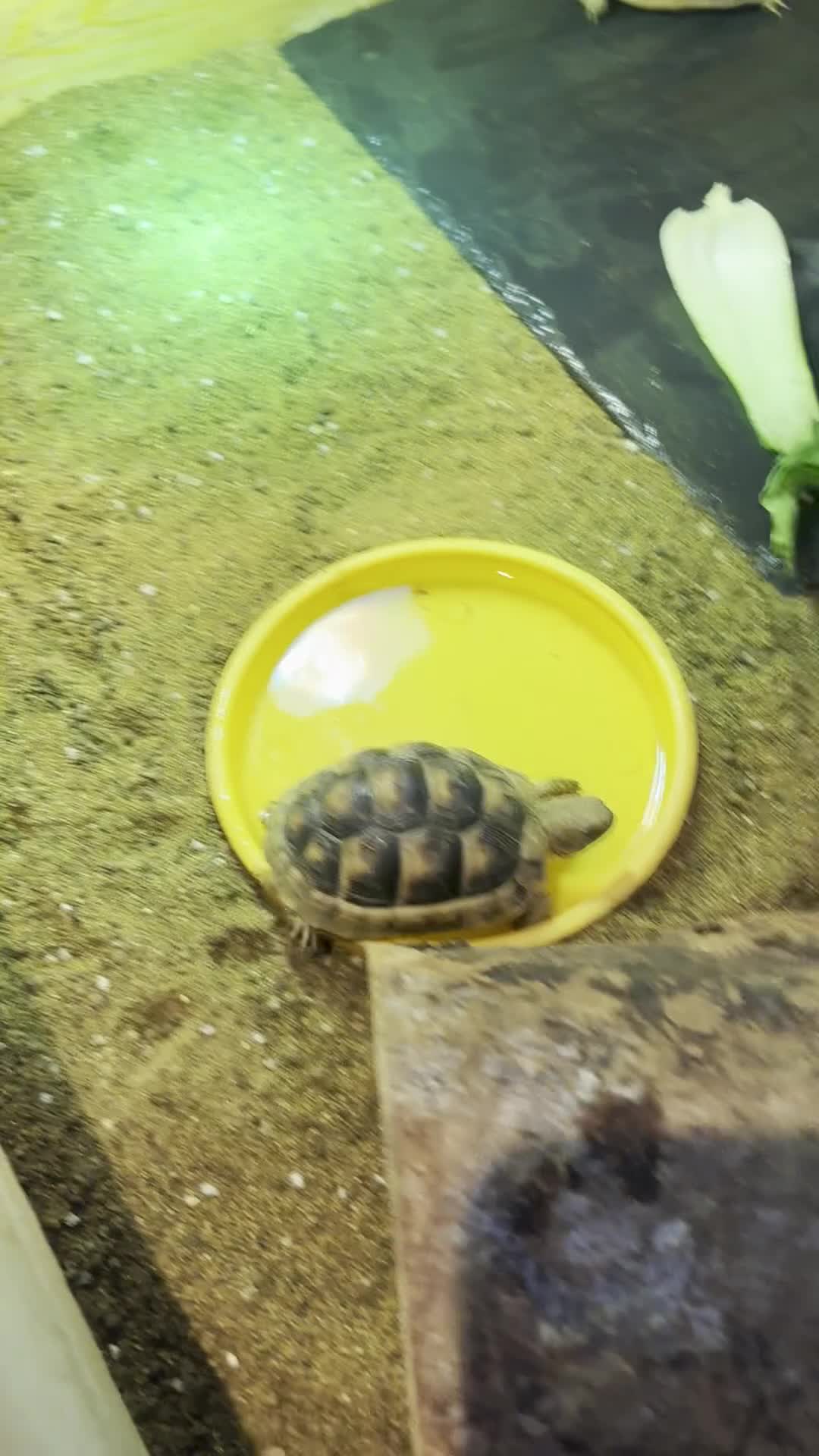 Tortoise reptiles for sale: Pair of Tortoises for Sale+ all equipment - Video 2