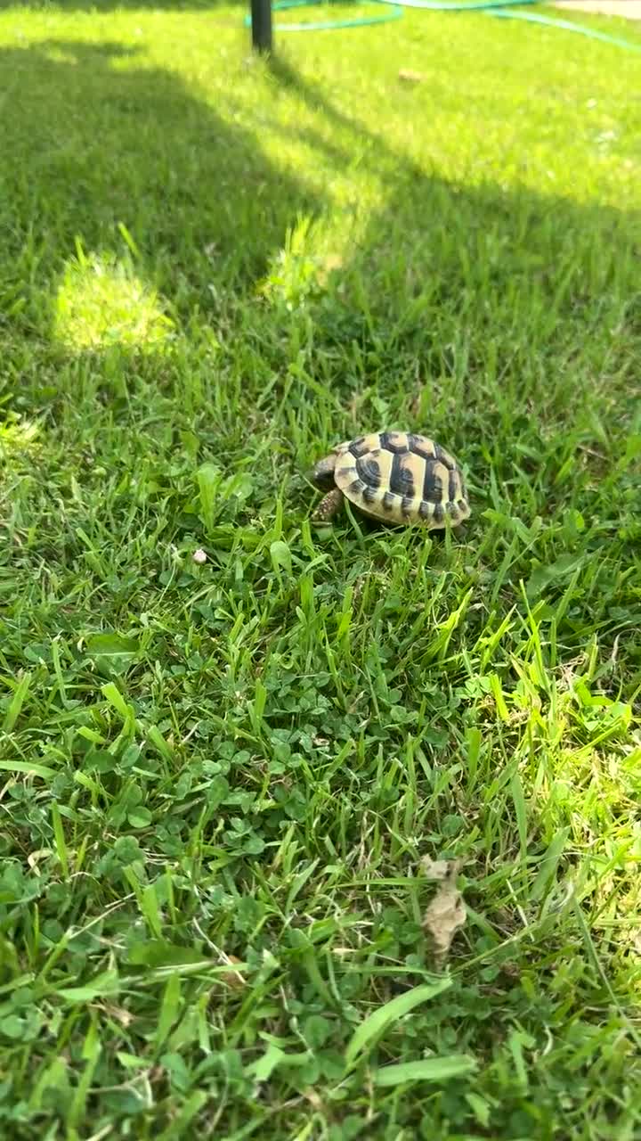 Hermann Tortoise reptiles for sale: Hermann Tortoise in Blackwood - Video 1