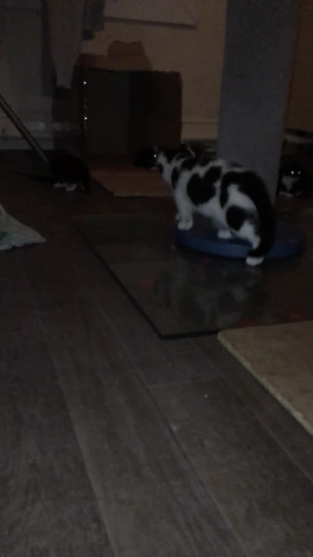 American Shorthair cats for sale: Phoebe's Final Litter Raised with Prayer & Purpose - Video 2