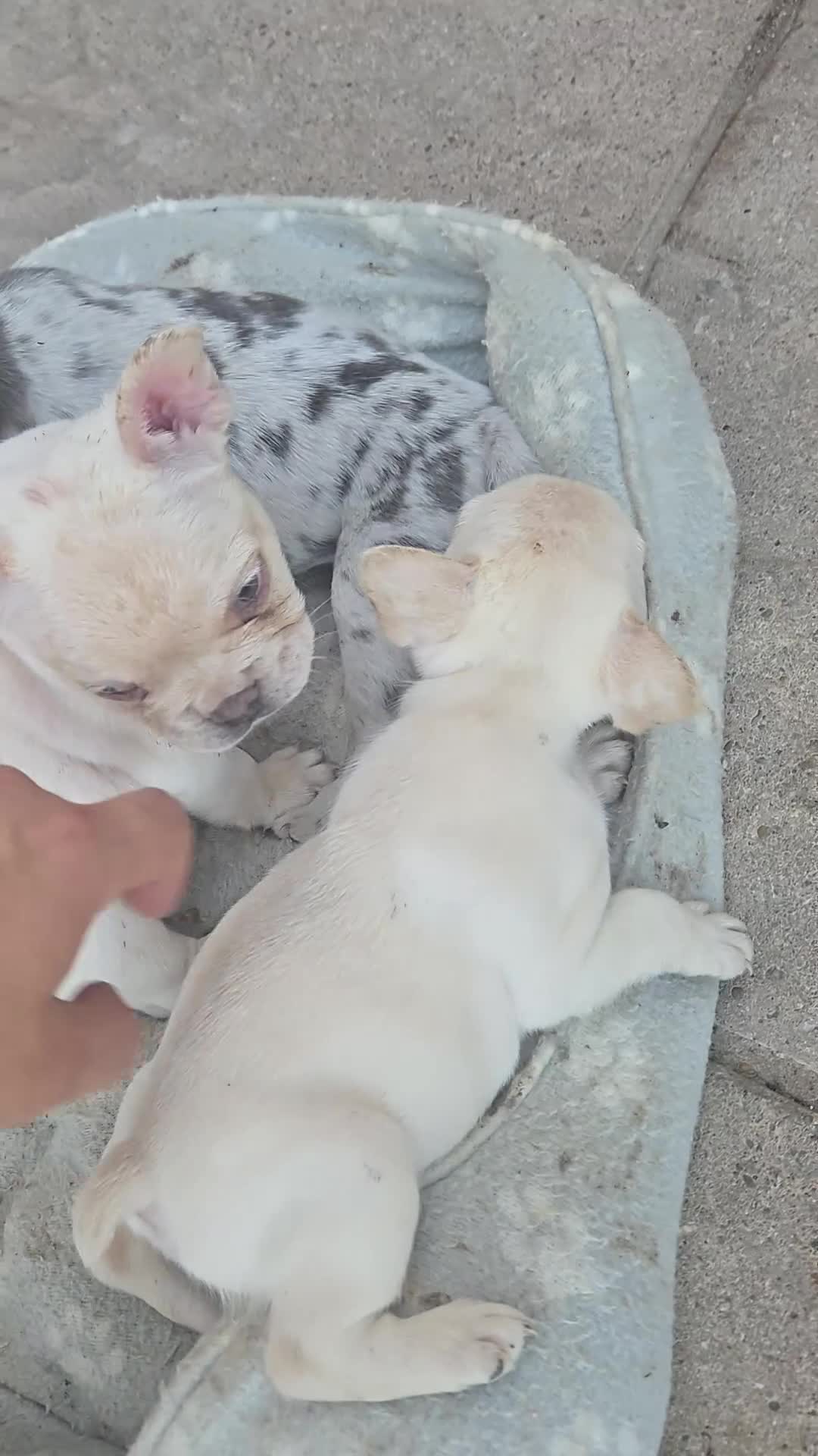 French Bulldog dogs for sale: French bull dog puppies (Apollo blood line) - Video 1