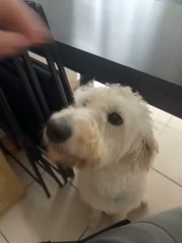 Mixed Breed dogs for sale: Jujuba  in Oldbury - Video 1