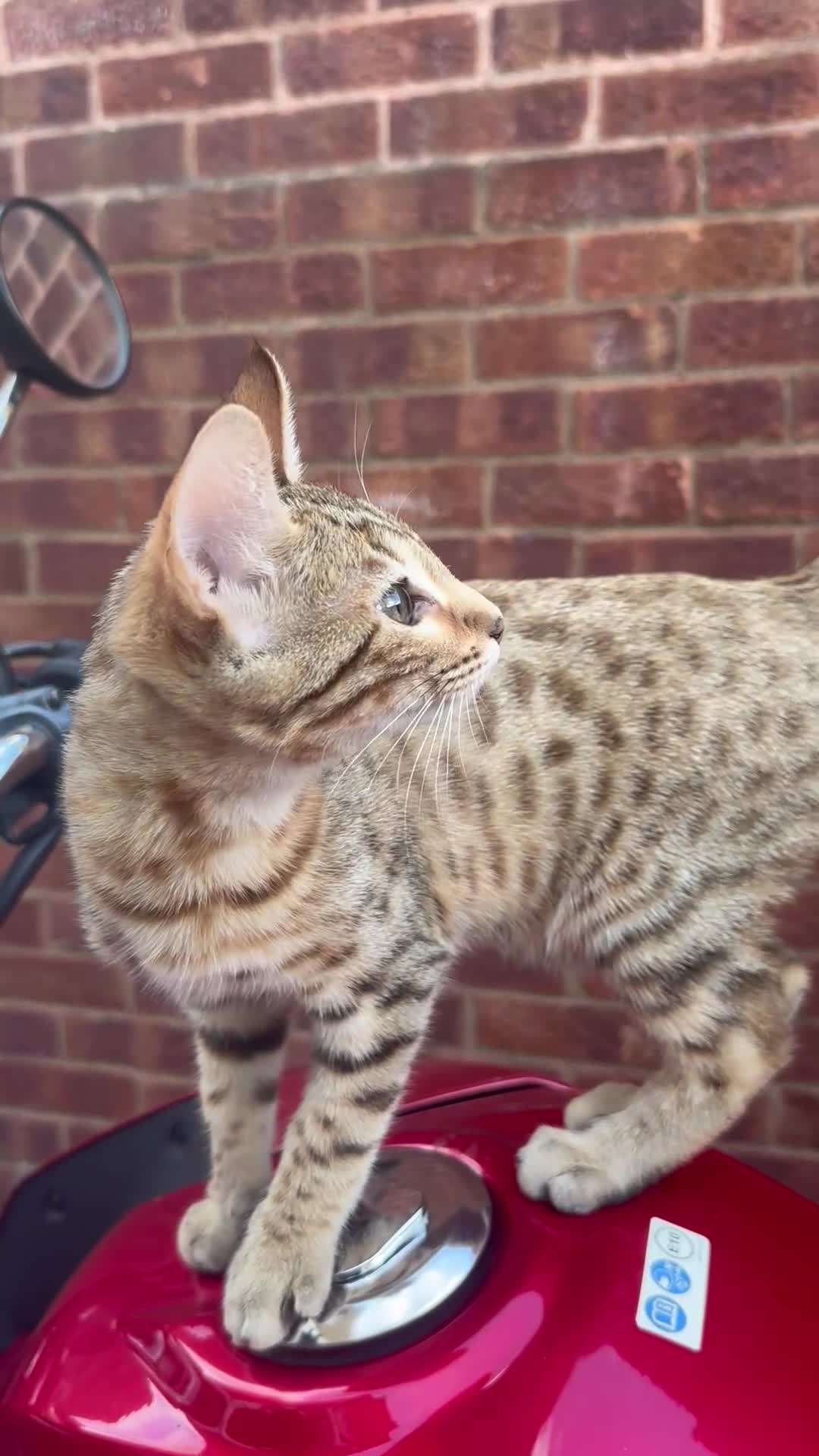 Bengal cats for sale: Bengal kittens  - Video 3