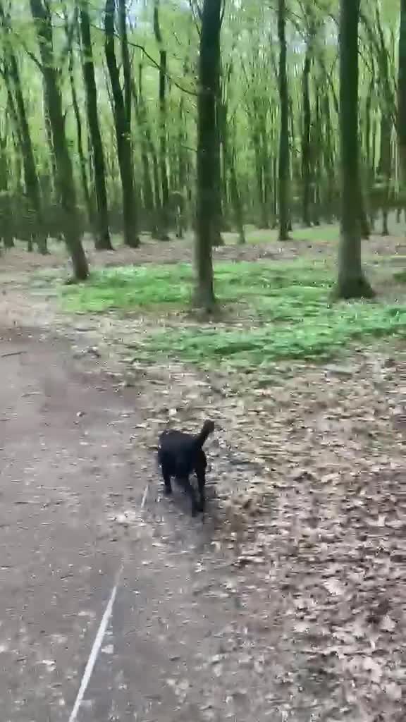 Mixed Breed dogs for adoption: ❤️🐶 PULKA – SHE OFFERS HER PAW… AND WHOLE HEART in Burton-on-Trent - Video 5