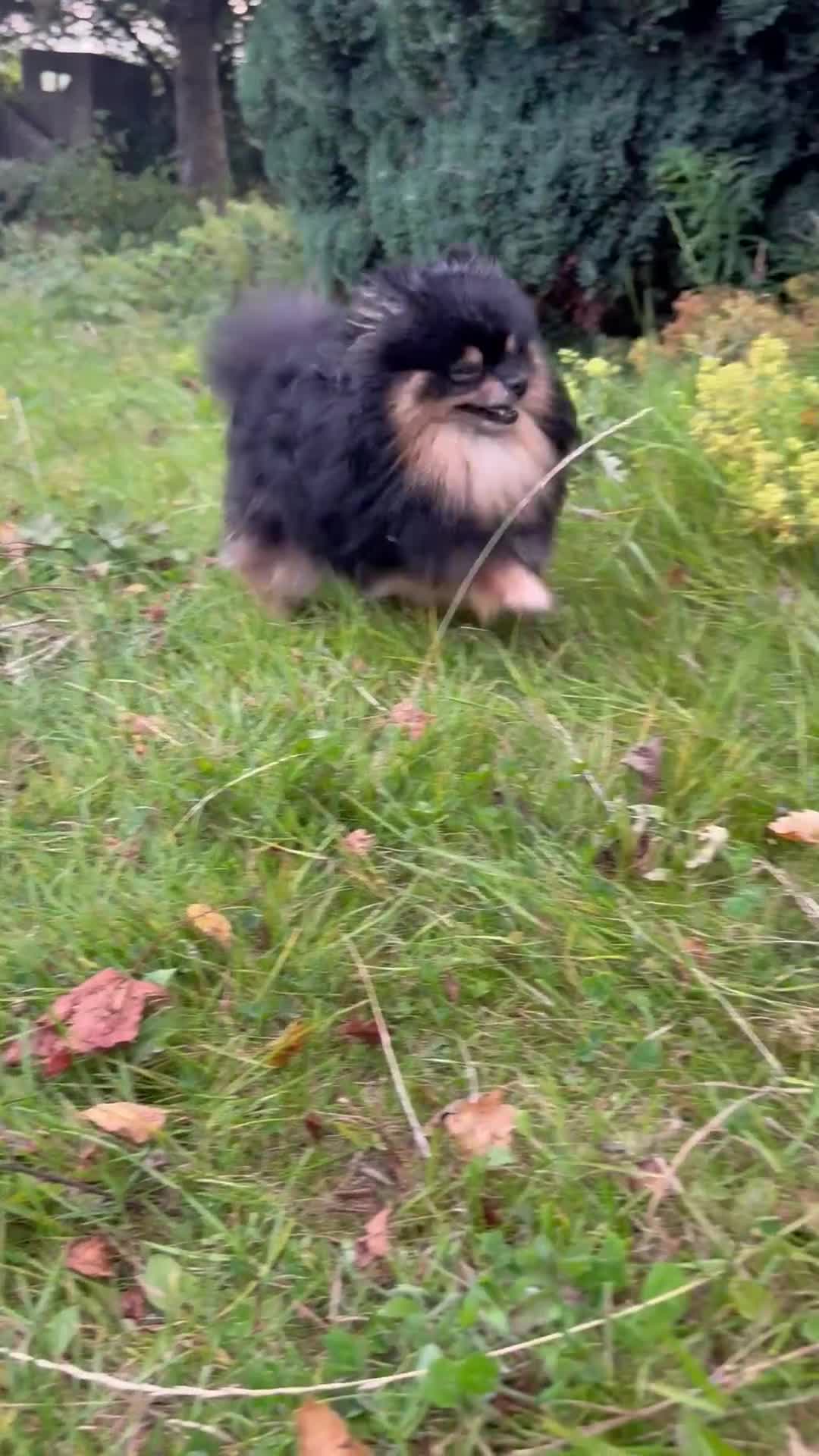 Pomeranian dogs for sale: Blue & tan boy available  - Video 3