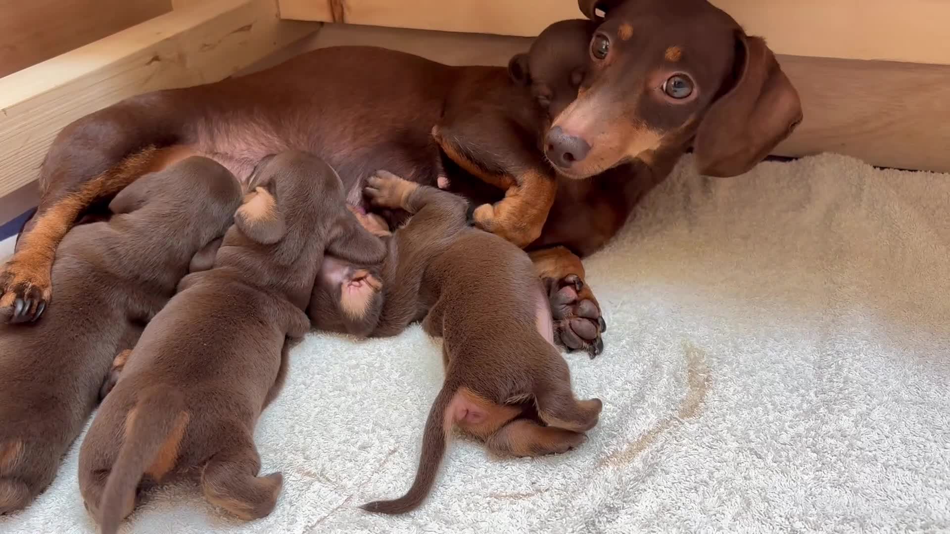 Miniature Dachshund dogs for sale: KC Registered Miniature Dachshund Puppies - Video 3