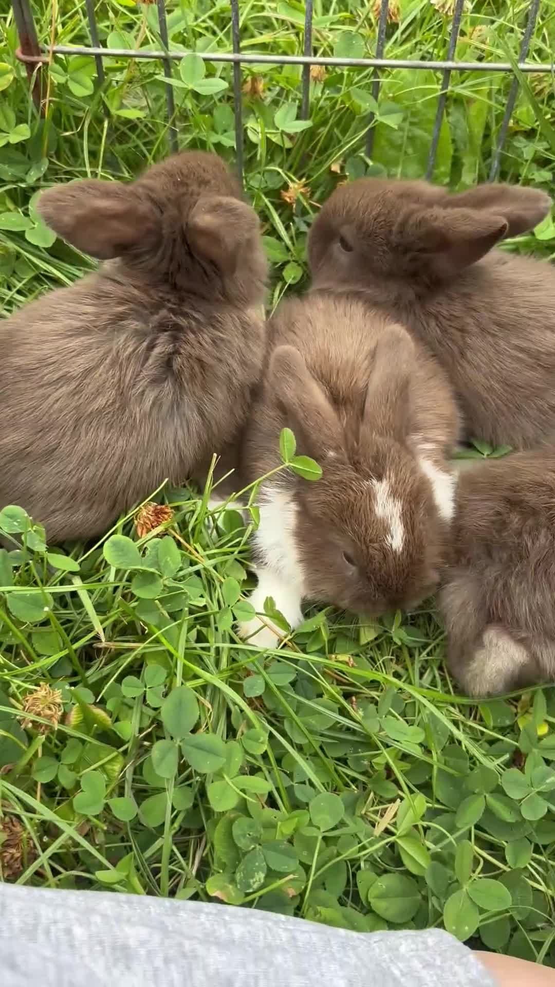Mini Lop rabbits for sale: Adorable Mini Lop babies - Video 1
