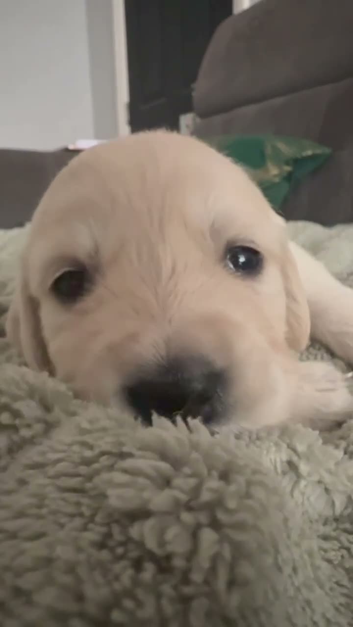 Golden Retriever dogs for sale: Gorgeous Golden Retriever Pups (last girl avail) - Video 1