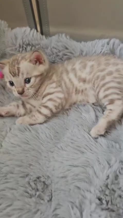 Bengal cats for sale: Lovely bengal kittens(Tica reg.)😍 - Video 2