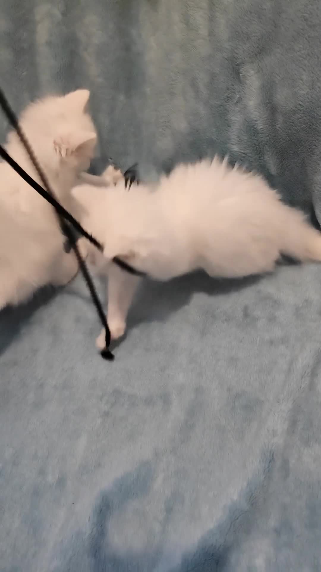 Mixed Breed cats for sale: FLUFFY GIRLS VIDEOS - Video 2