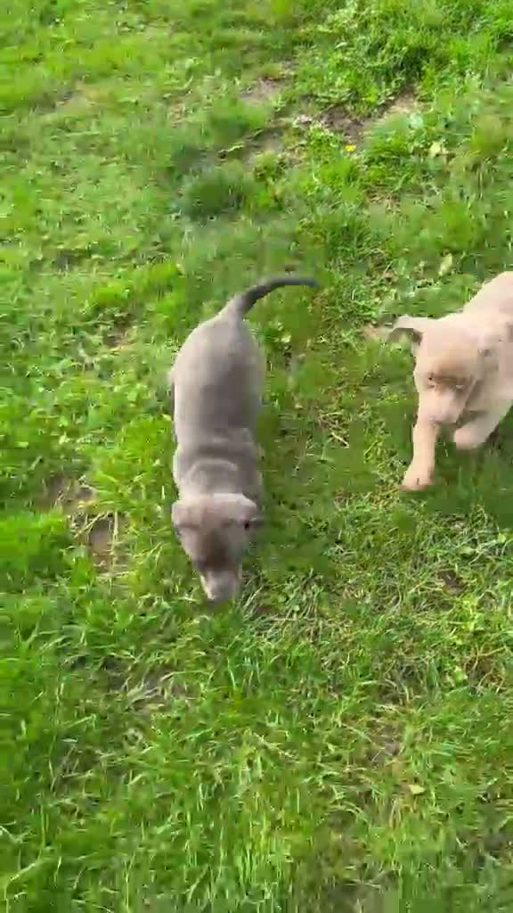 Labrador Retriever dogs for sale: Beautiful litter of Labrador puppy’s  - Video 2