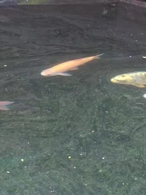 Koi Carp fish for sale: Koi fish in Newcastle upon Tyne - Video 1