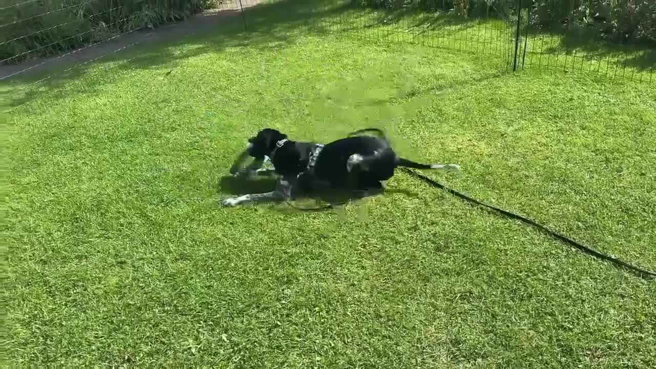 Pointer dogs for adoption: Oreo is looking for her forever home  in Humbie - Video 3