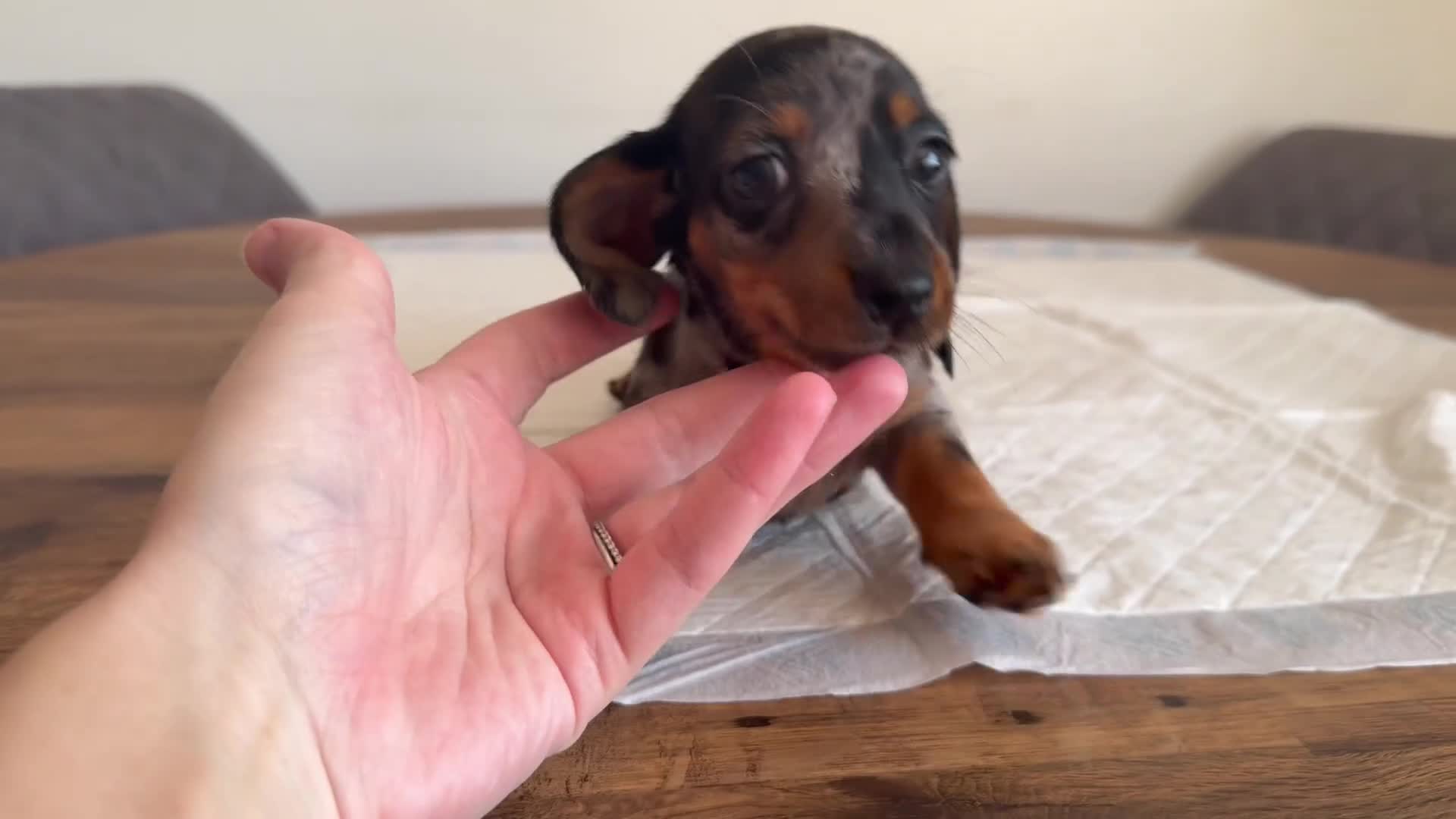 Miniature Dachshund dogs for sale: Mixed Coat Miniature Dachshund Females  in Bridgend - Video 2