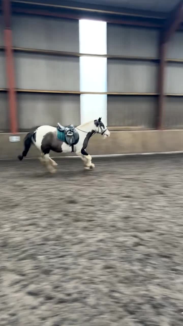 Other Breed horses for sale: 🌟 13.2hh 9-Year-Old Cob Mare 🌟 - Video 1