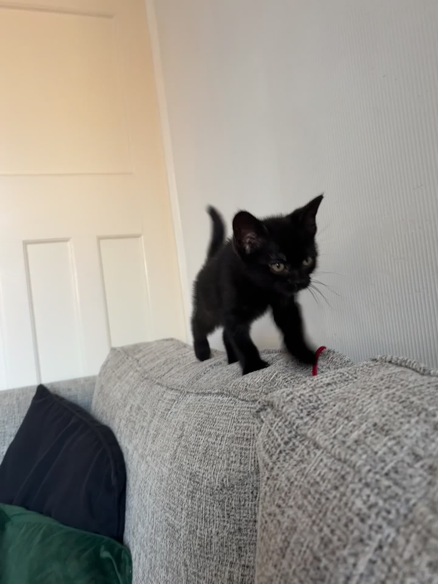 Bombay cats for sale: 4.5m Female Kitten - Video 1