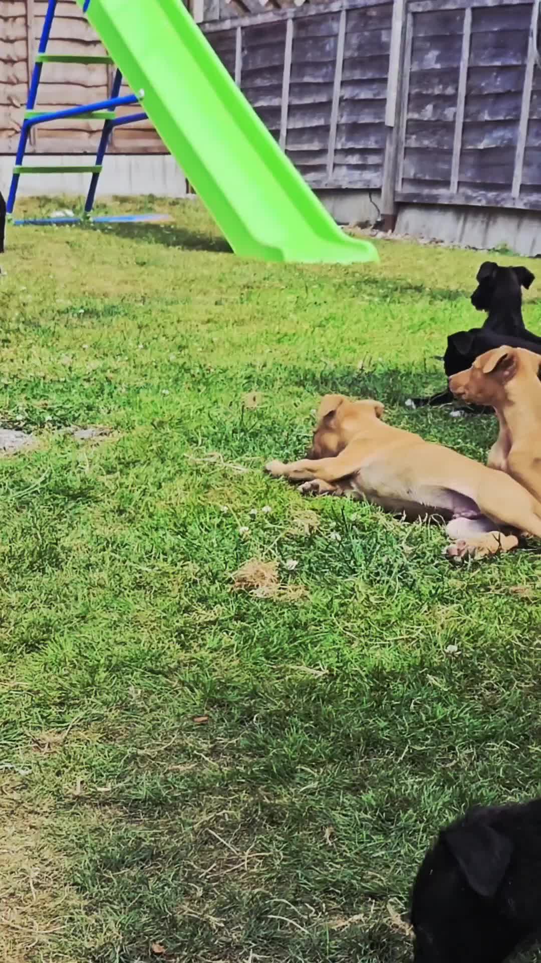 Lurcher dogs for sale: Deerhound Greyhound x deerhound Greyhound f1 - Video 2