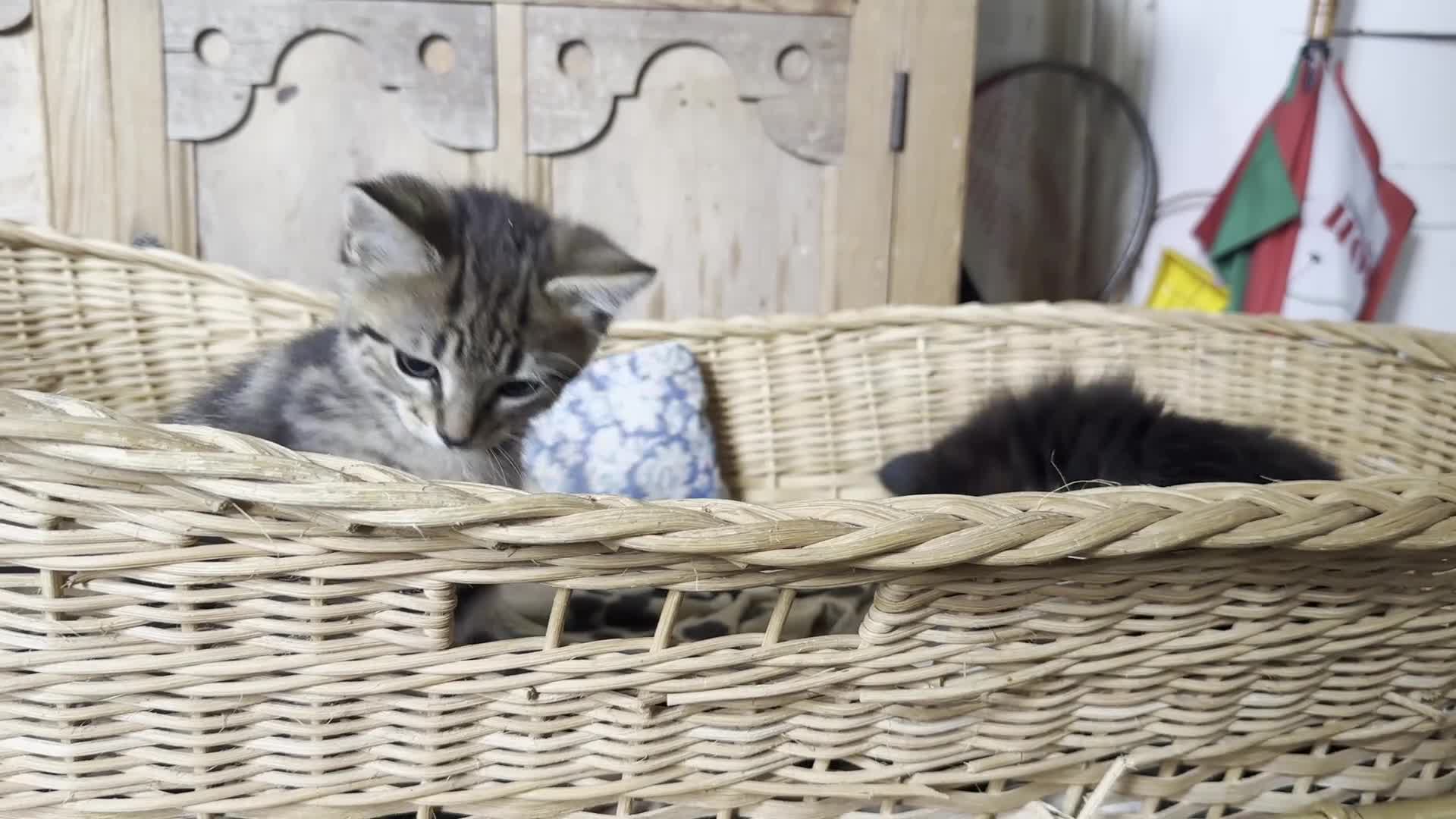Mixed Breed cats for sale: Mixed breed from a lovely family of cats in Hereford - Video 1