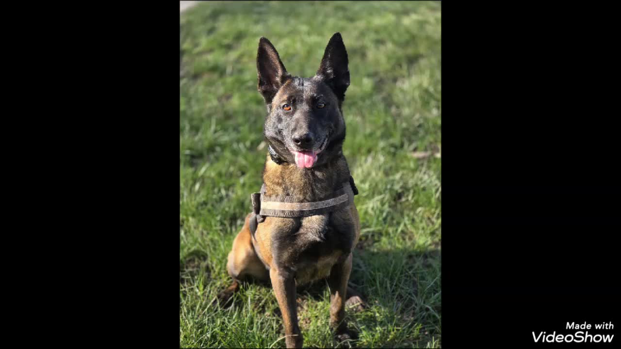 Belgian Shepherd Dog dogs for sale: Maggie 3-year-old Belgian Malinois. - Video 1