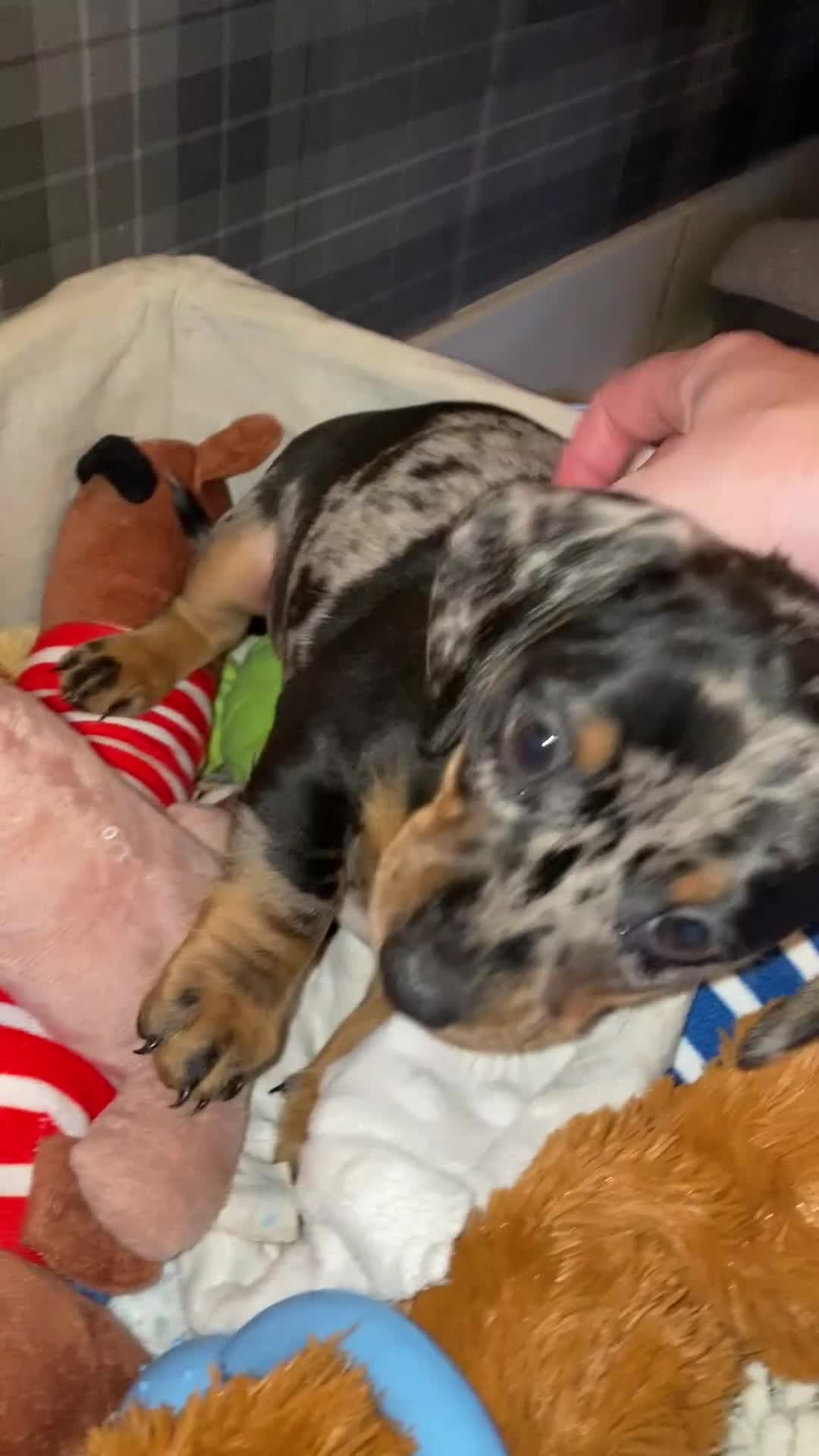 Miniature Dachshund dogs for sale: 8 week old dapple girl.  - Video 1