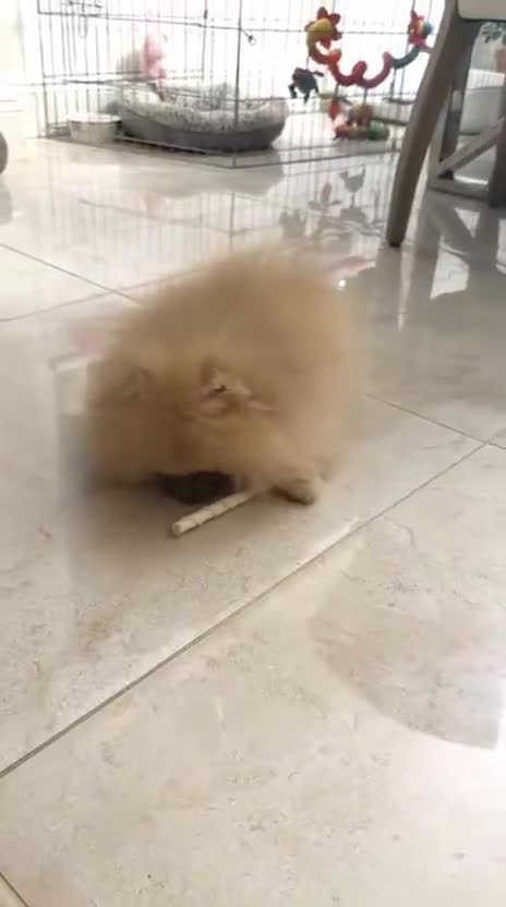 Pomeranian dogs for sale: Stunning Light Chocolate KC Girl Available - Video 1