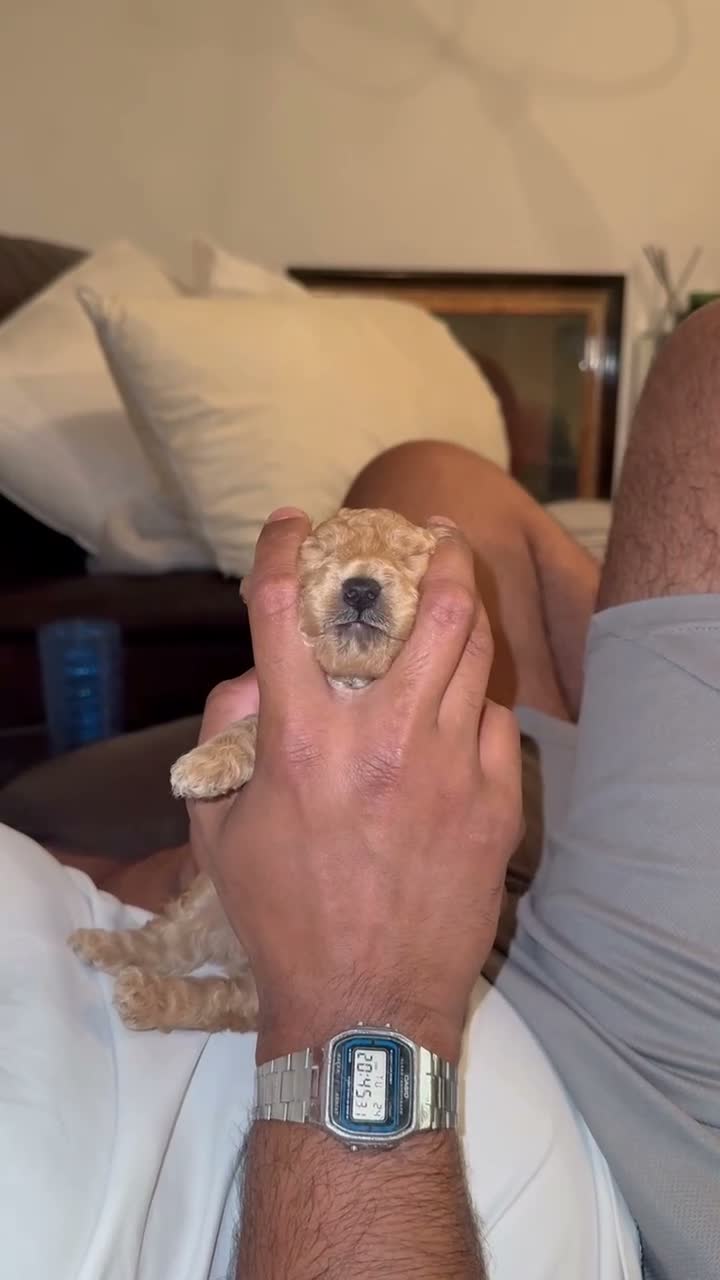 Toy Poodle dogs for sale: STUNNING TOY POODLE in Northampton - Video 2