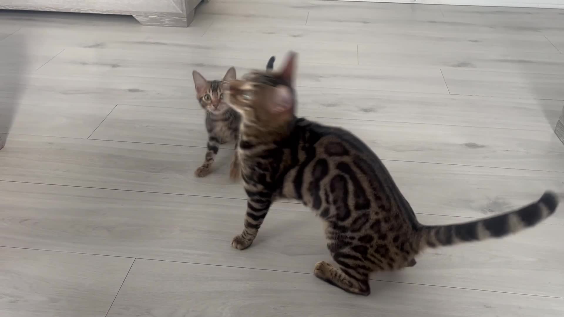 Bengal cats for sale: Stunning full pedigree bengal kittens *READY*  - Video 1