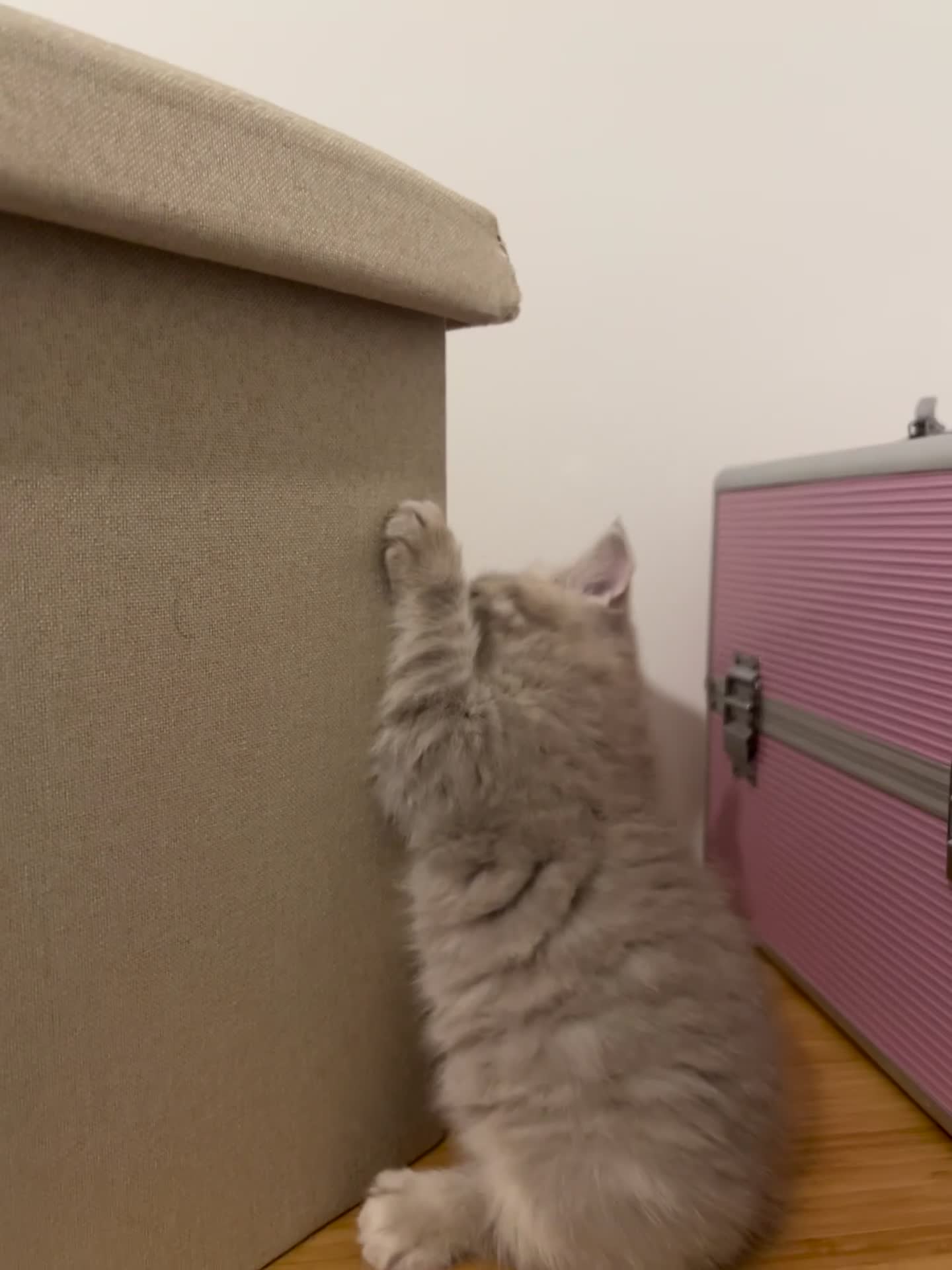 British Longhair cats for sale: British - Video 1