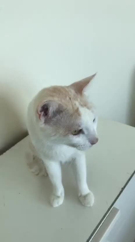 Mixed Breed cats for adoption: MARMIE -AFFECTIONATE CALM SINGLE CAT SPAYED  - Video 1