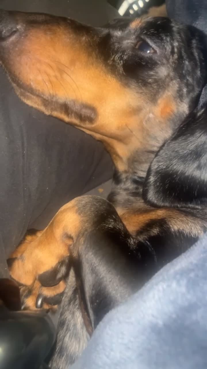 Dachshund dogs for sale: Beautiful dachshund  in Runcorn - Video 1