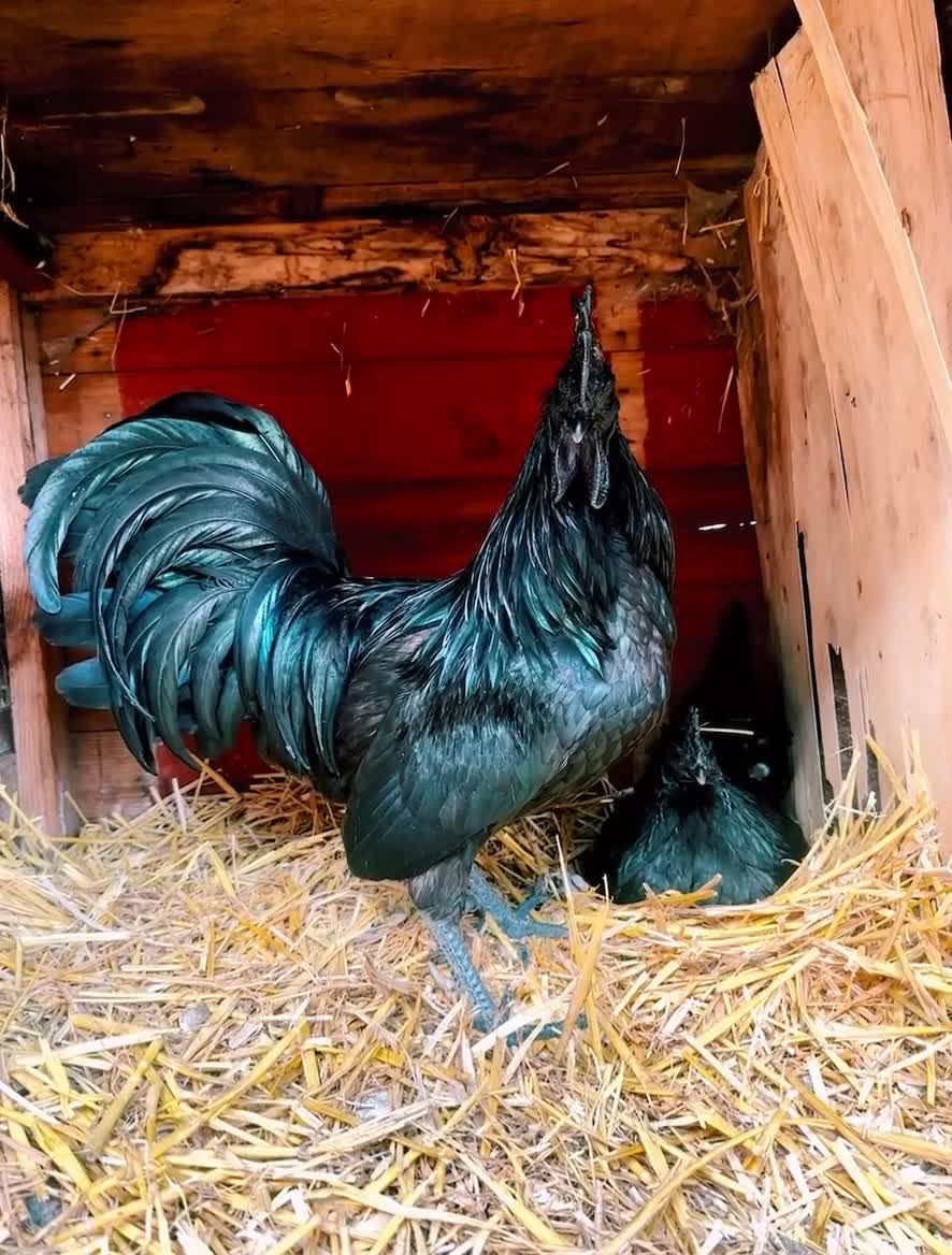 Chickens poultry for sale: RARE Ayam Cemani chicks - Video 1