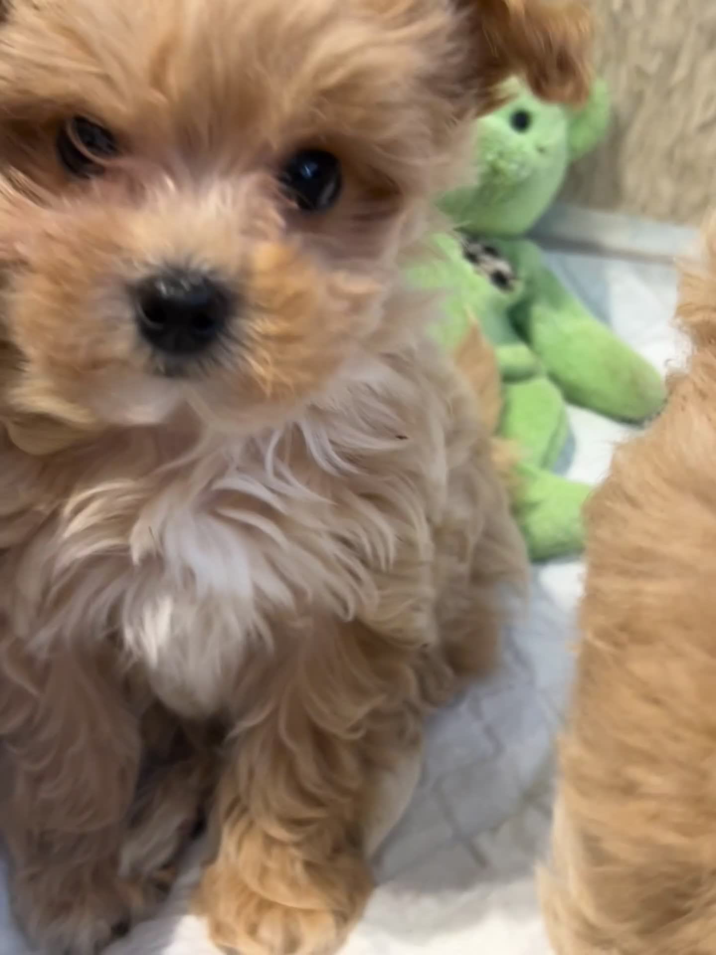 Maltipoo dogs for sale: 💙Maltipoo F1 puppies🩷 - Video 2