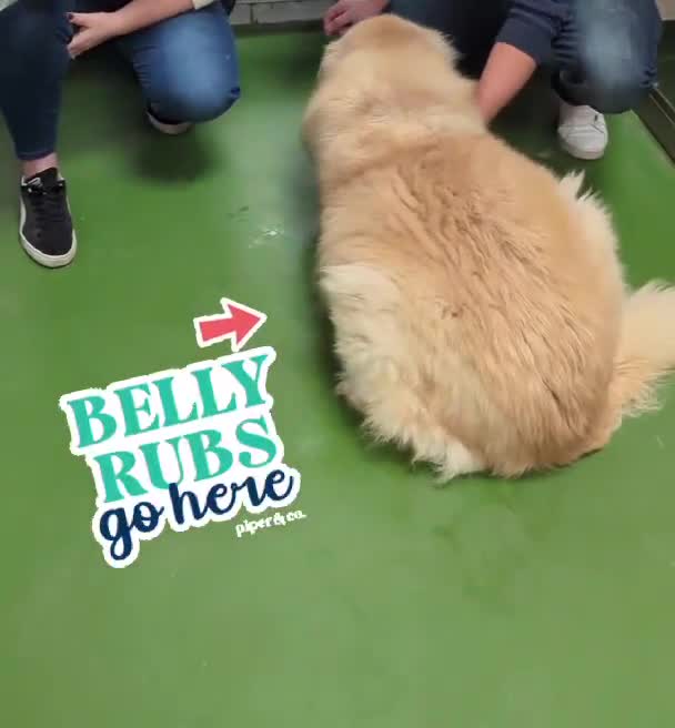 Mixed Breed dogs for adoption: PAUL  in Ashbourne - Video 2