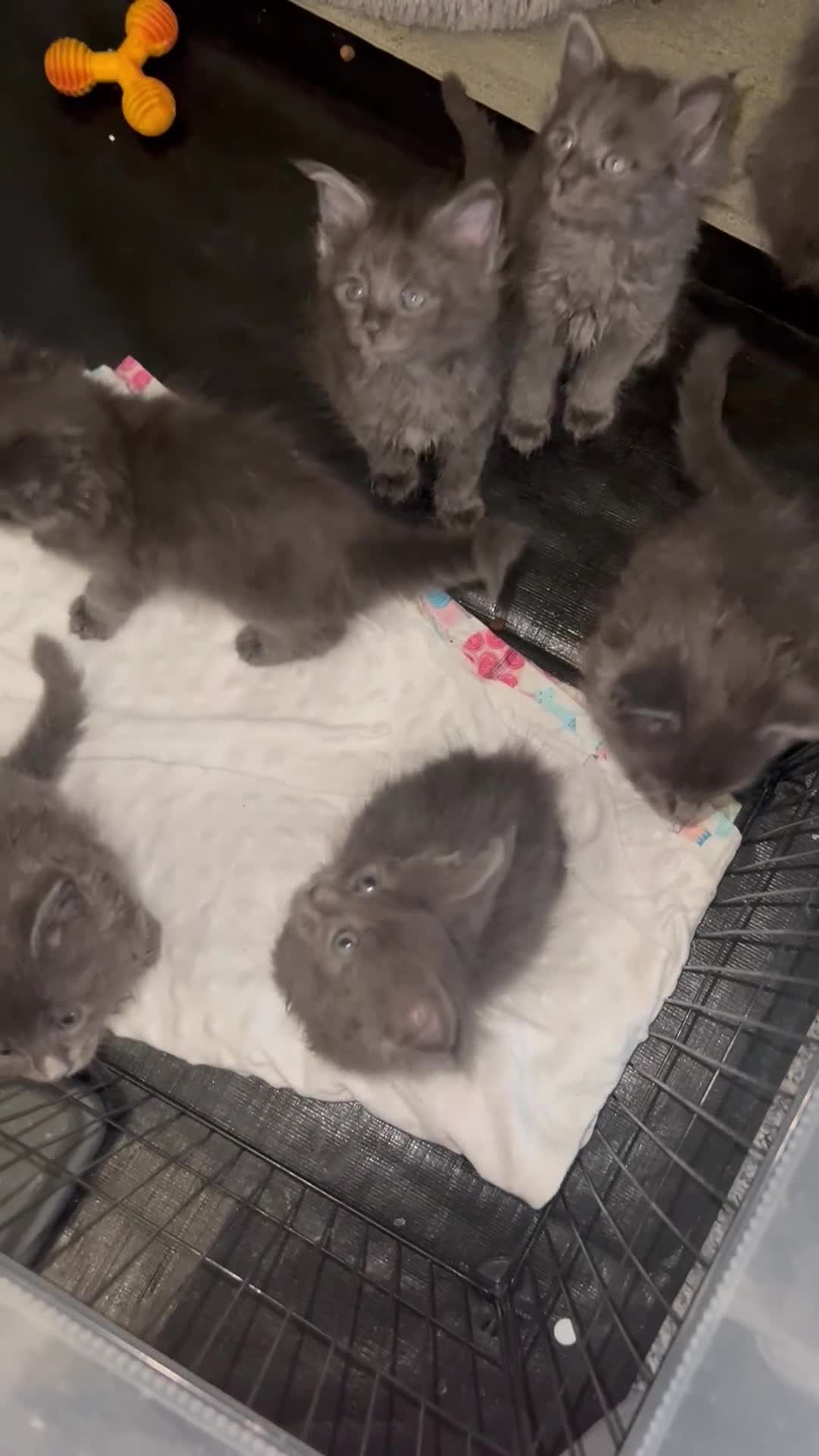 Maine Coon cats for sale: Maine Coon Kittens - Video 1