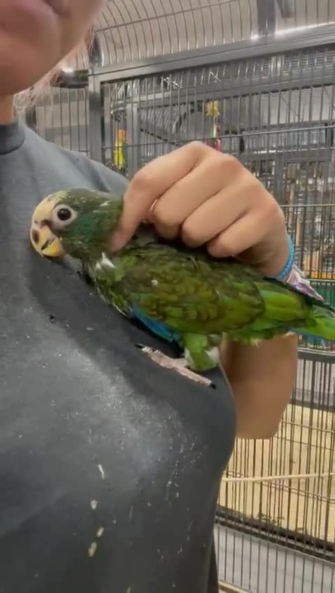 Parrots birds for sale: Hand reared white capped Pinous  - Video 2