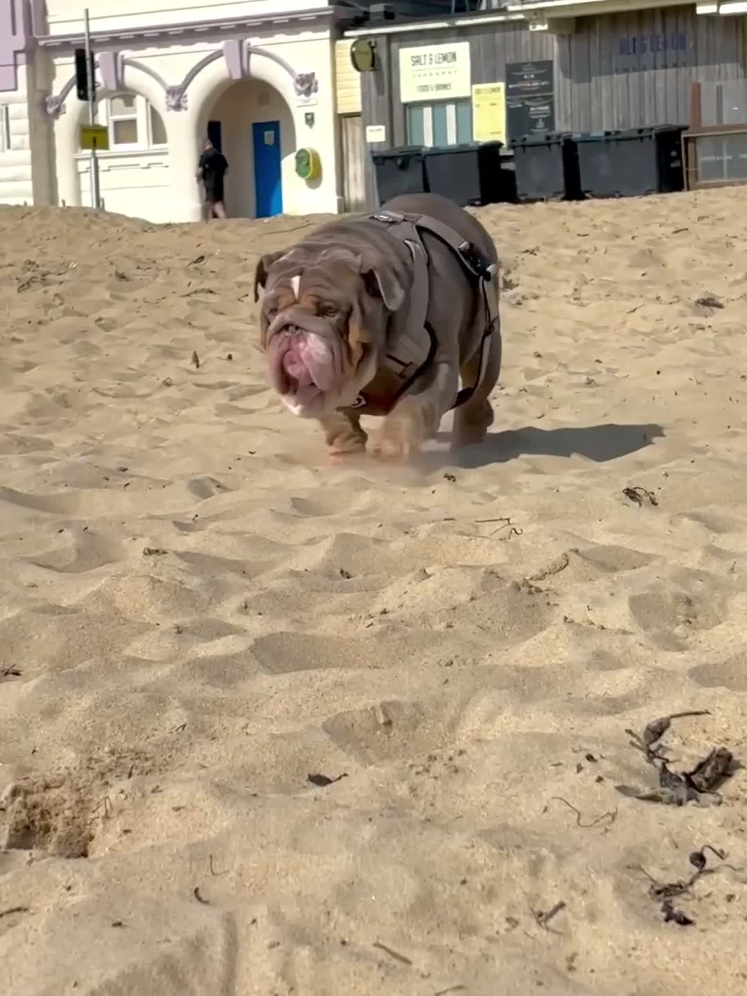 English Bulldog dogs for sale: 14 months old English Bulldog and 7 months old gir - Video 1