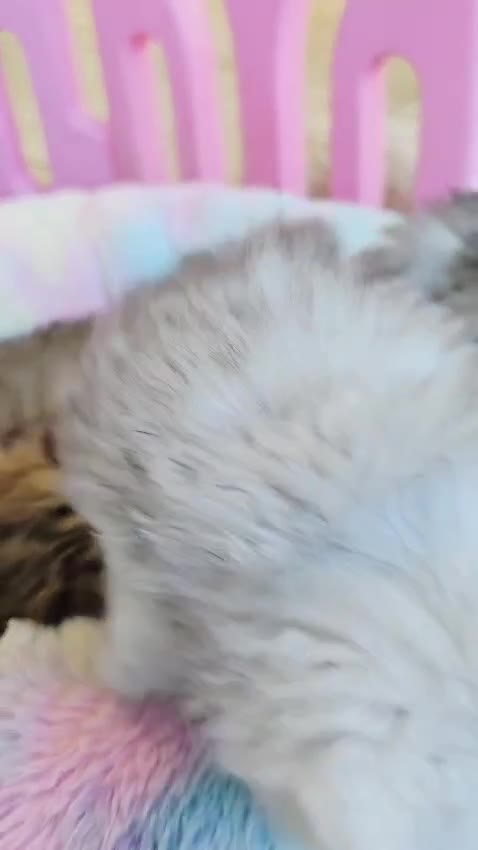 Persian cats for sale: Pure chinchilla Persians!!  - Video 2