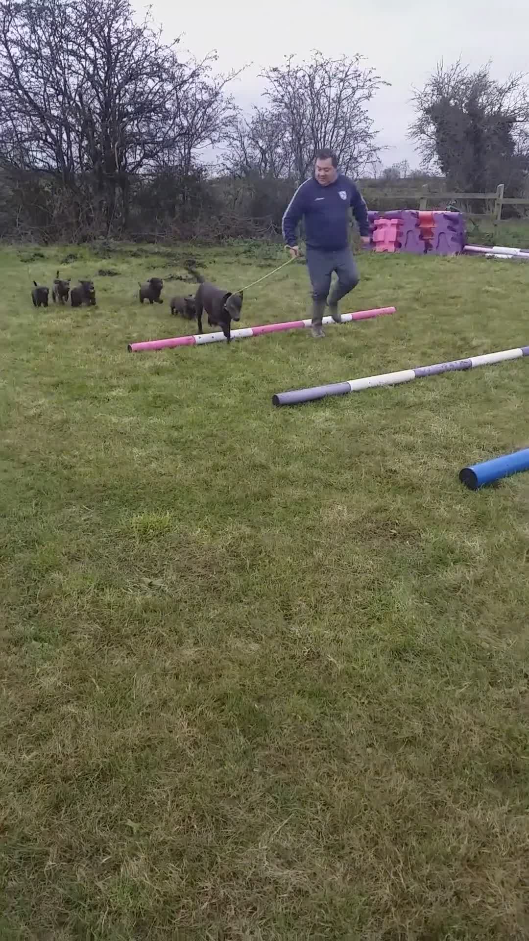 Labrador Retriever dogs for sale: Ready to go now KC Registered Chocolate LabPups - Video 1