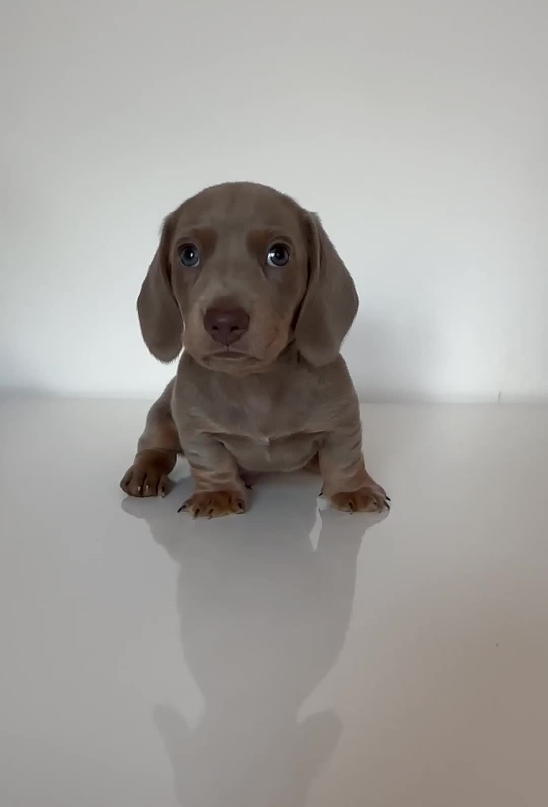 Miniature Dachshund dogs for sale: Kc Miniature Dachshunds  in Oldham - Video 1