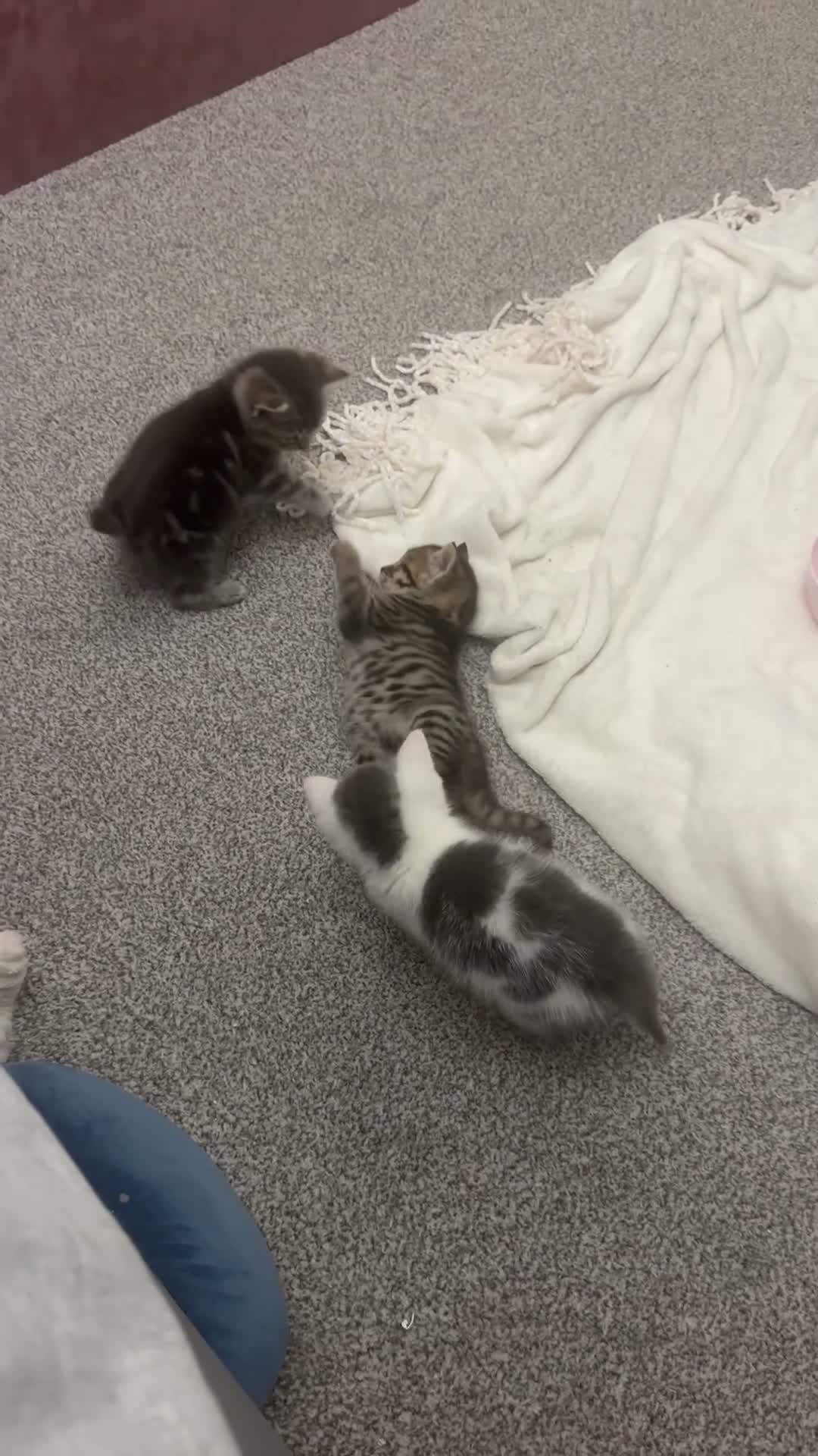 Mixed Breed cats for sale: Mixed breed kittens 🐱🤎 - Video 1