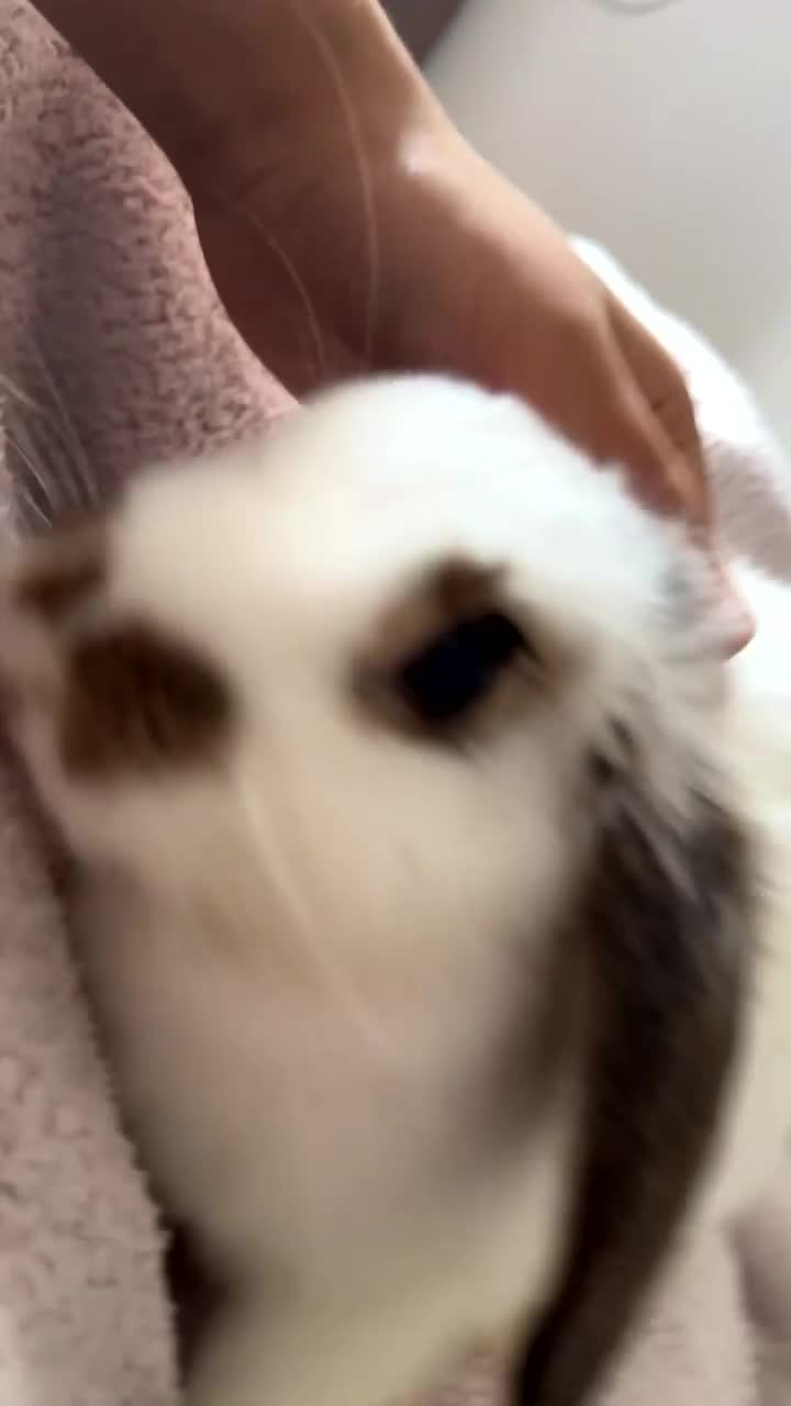 Dutch rabbits for sale: Dutch bunny - Video 1