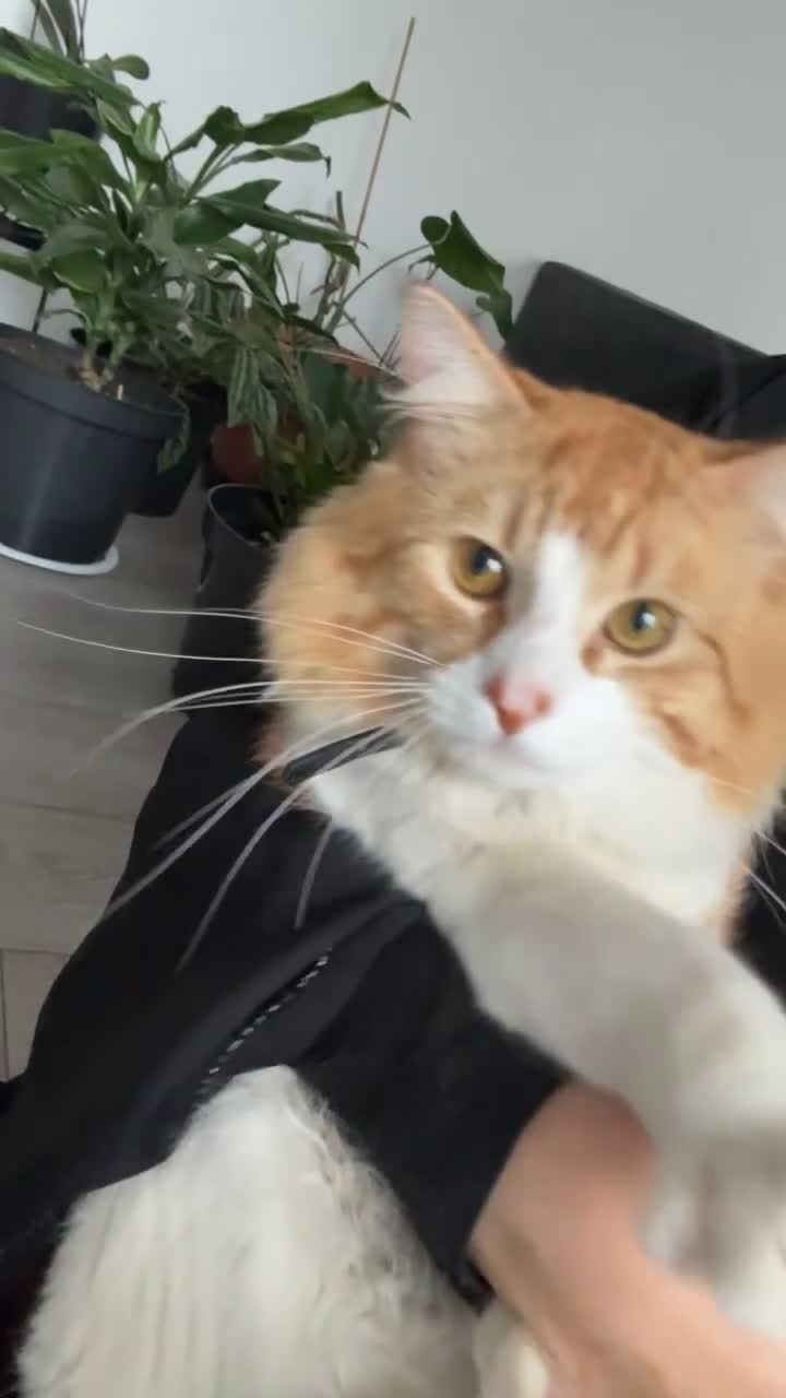 Mixed Breed cats for sale: Simba <3 in Coventry - Video 1