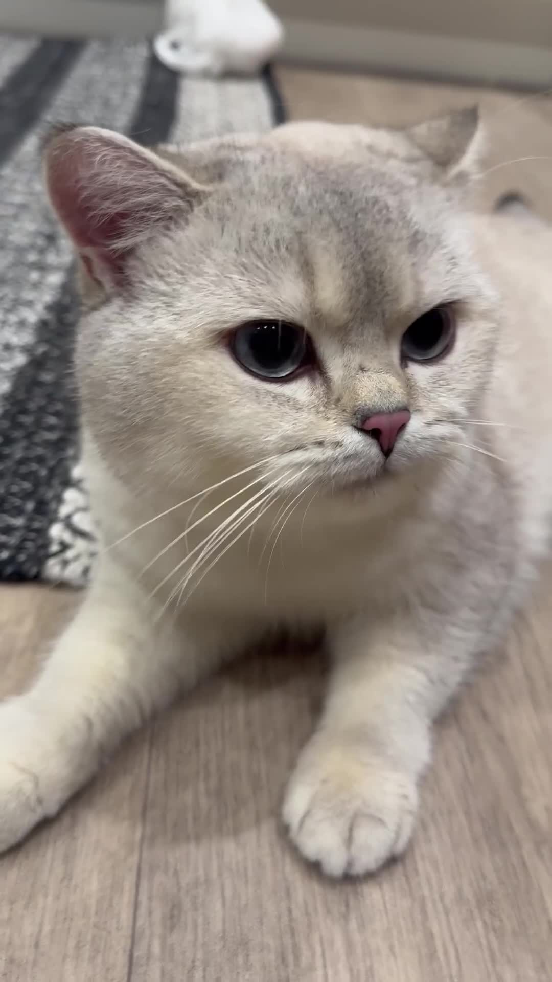 British Shorthair cats for sale: Casper for rehoming - Video 1
