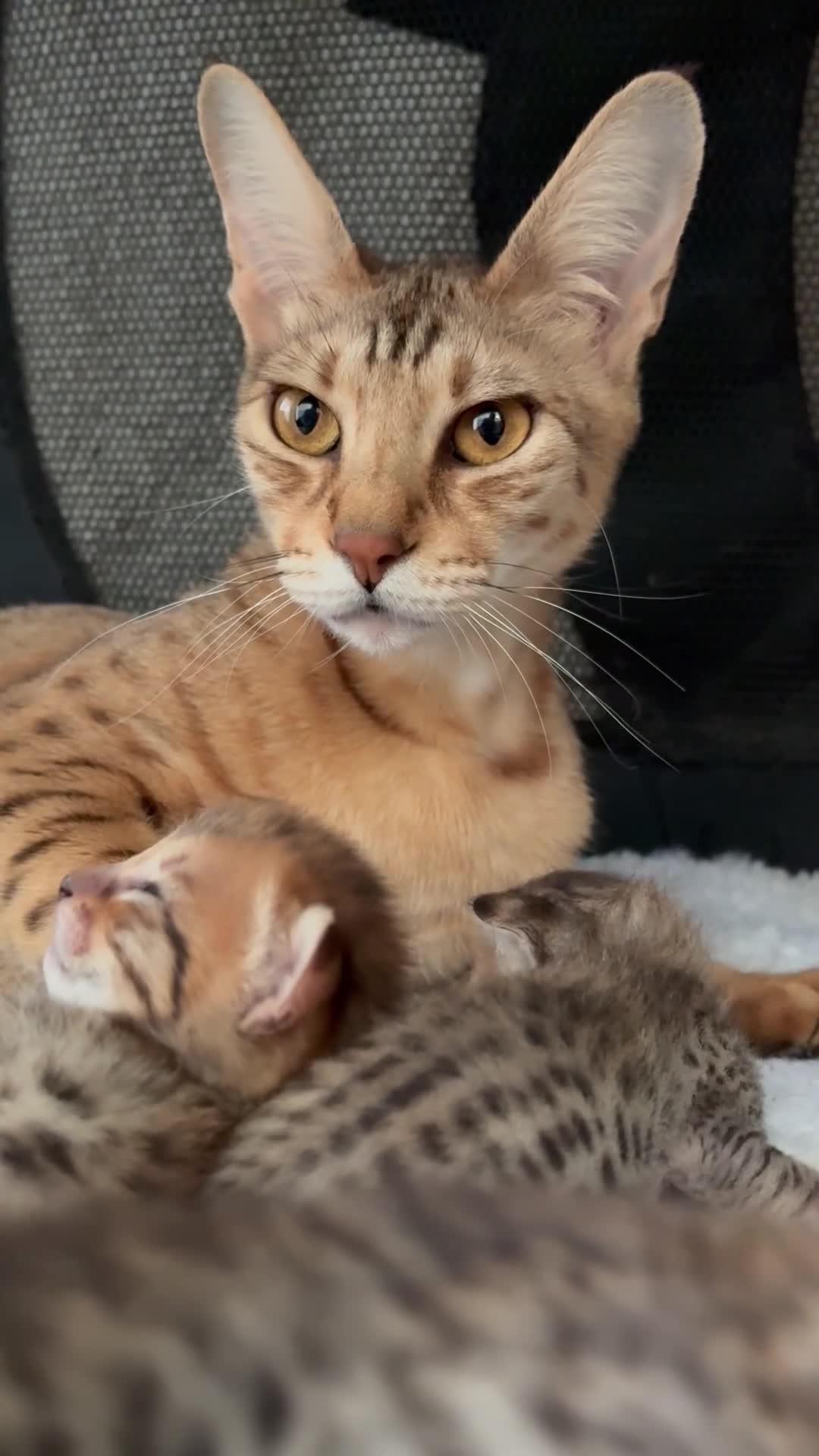 Savannah cats for sale: Gorgeous Male Savannah Kitten - Video 1