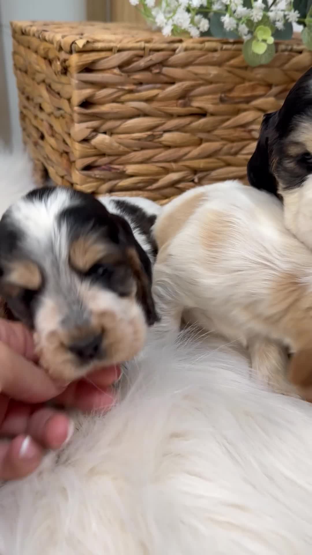 Cocker Spaniel dogs for sale: Quality Health Tested KC Reg Show cocker spaniels  - Video 1