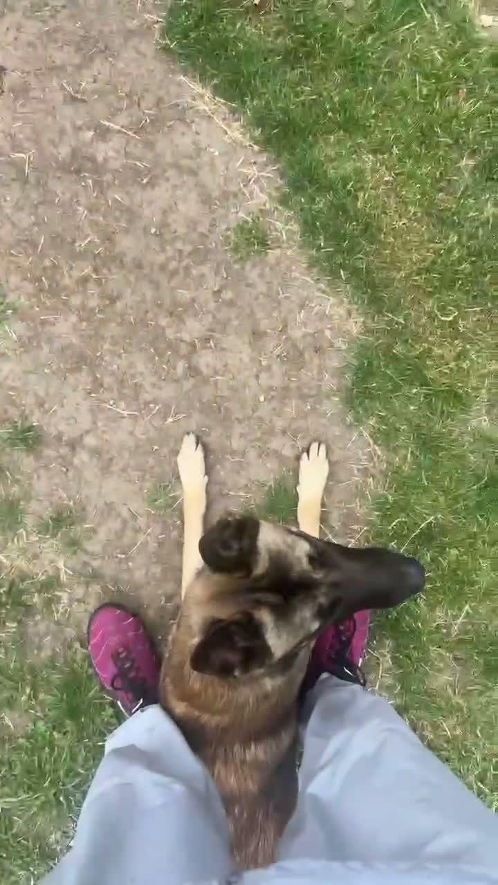 Belgian Shepherd Dog dogs for sale: Male Belgian Mali  in Darlington - Video 1