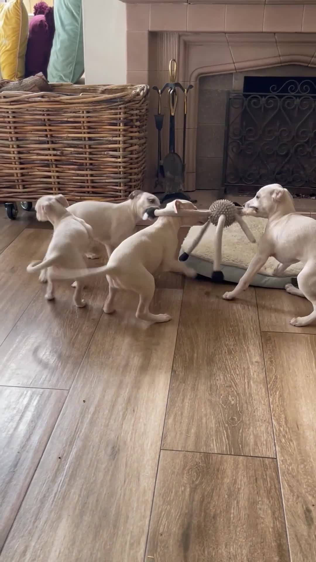 Mixed Breed dogs for sale: Wiggy’s  Whippet x Italian silver fawns - Video 2