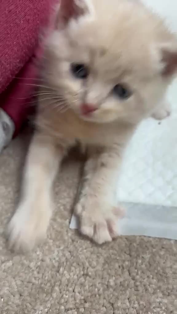 Mixed Breed cats for sale: 3 Beautiful BSH x Ragdoll Kittens in Bournemouth - Video 2