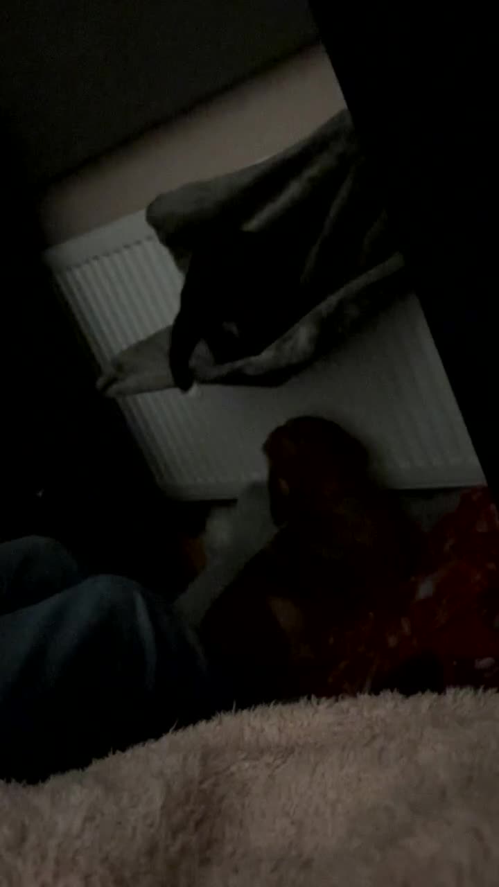 Domestic Shorthair cats for sale: Kitten for sale  - Video 3