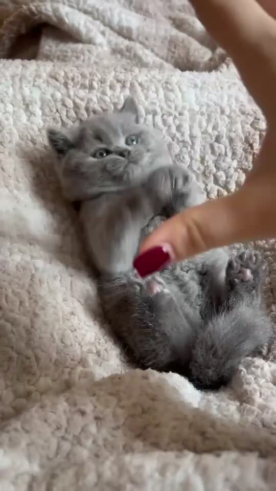 British Shorthair cats for sale: Beautiful, chunky, British shorthair kittens  - Video 3