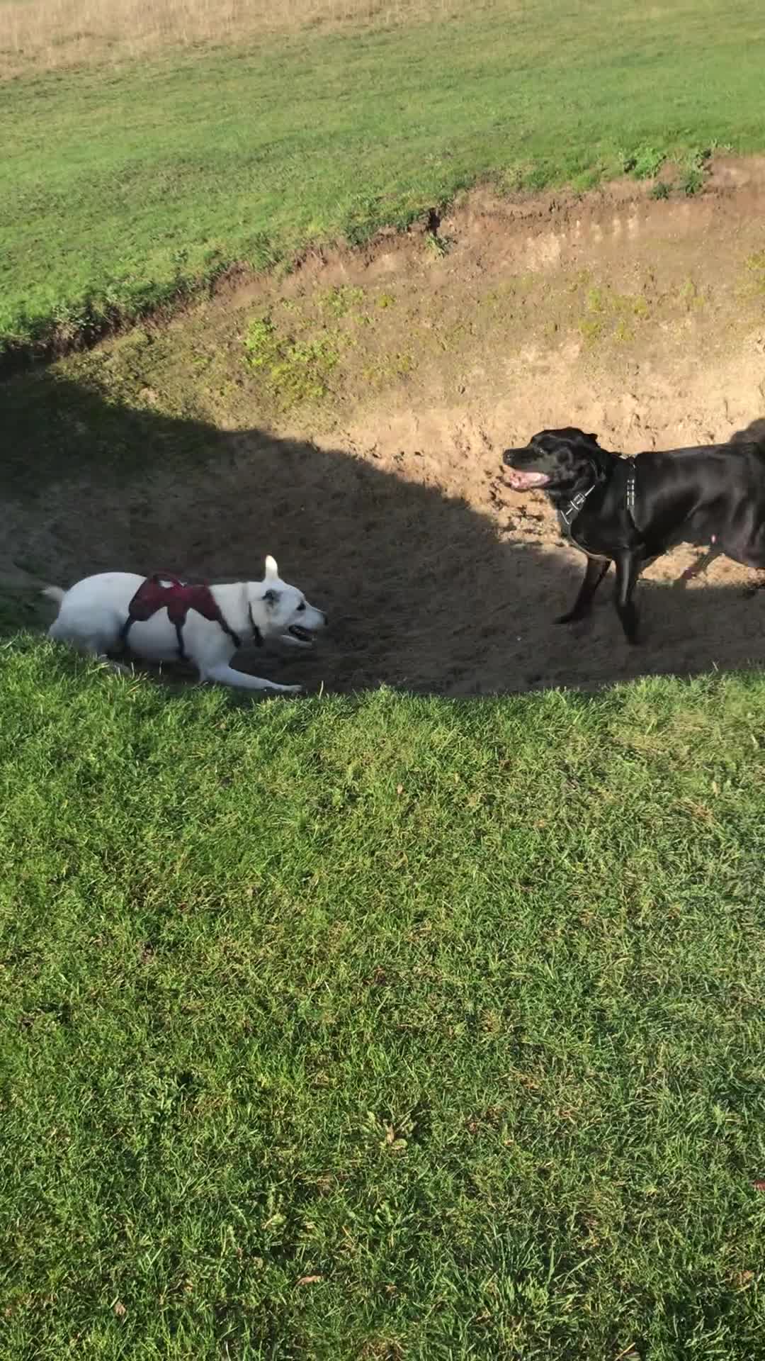German Shepherd dogs for sale: Adoption! 6yo neutered female GSD mix for rehoming - Video 2